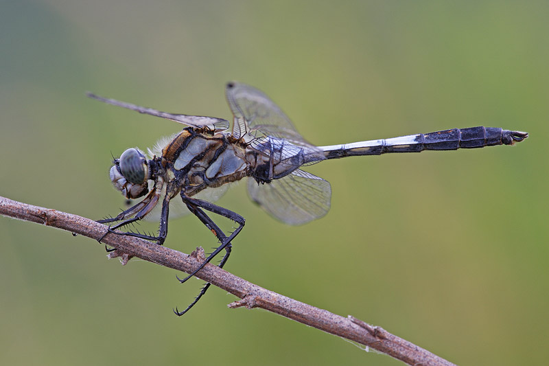 Identificazione - Orthetrum albistylum